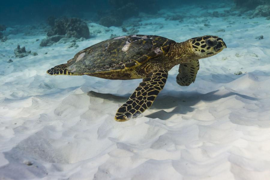A hawksbill sea turtle in Similan Islands National Park