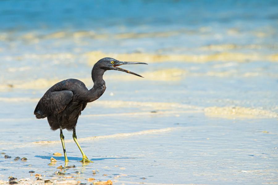 Egretta sacra, Pasific reef heron from Phi Phi Islands