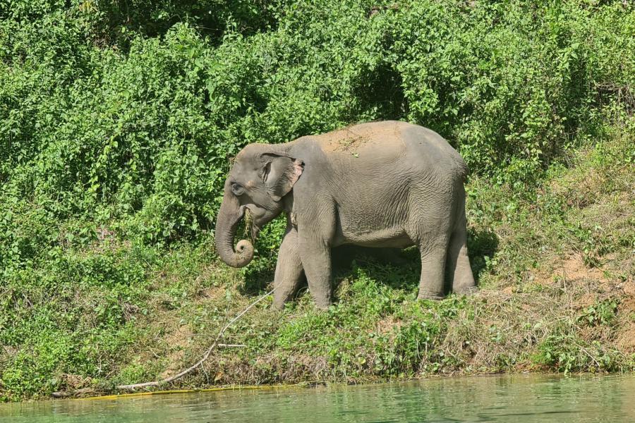 Elephants along the coast of Cheow Lan Lake