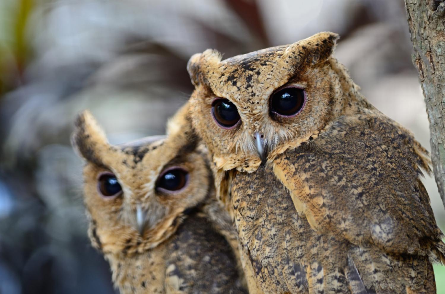 Oriental Scops Owl Otus Sunia