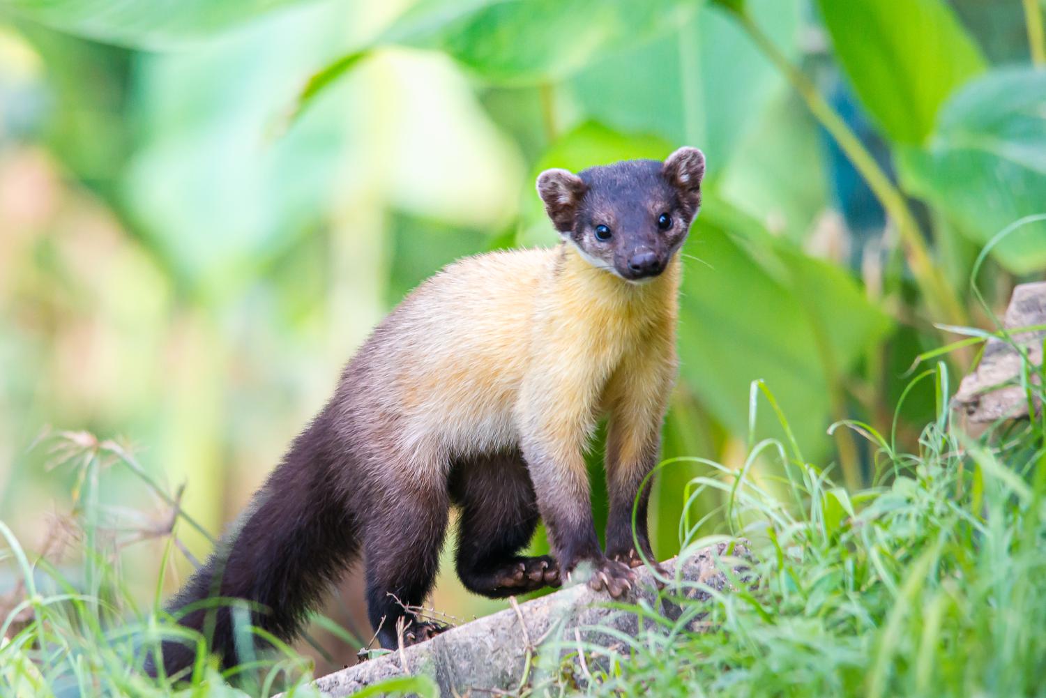 yellow-throated-marten-martes-flavigula