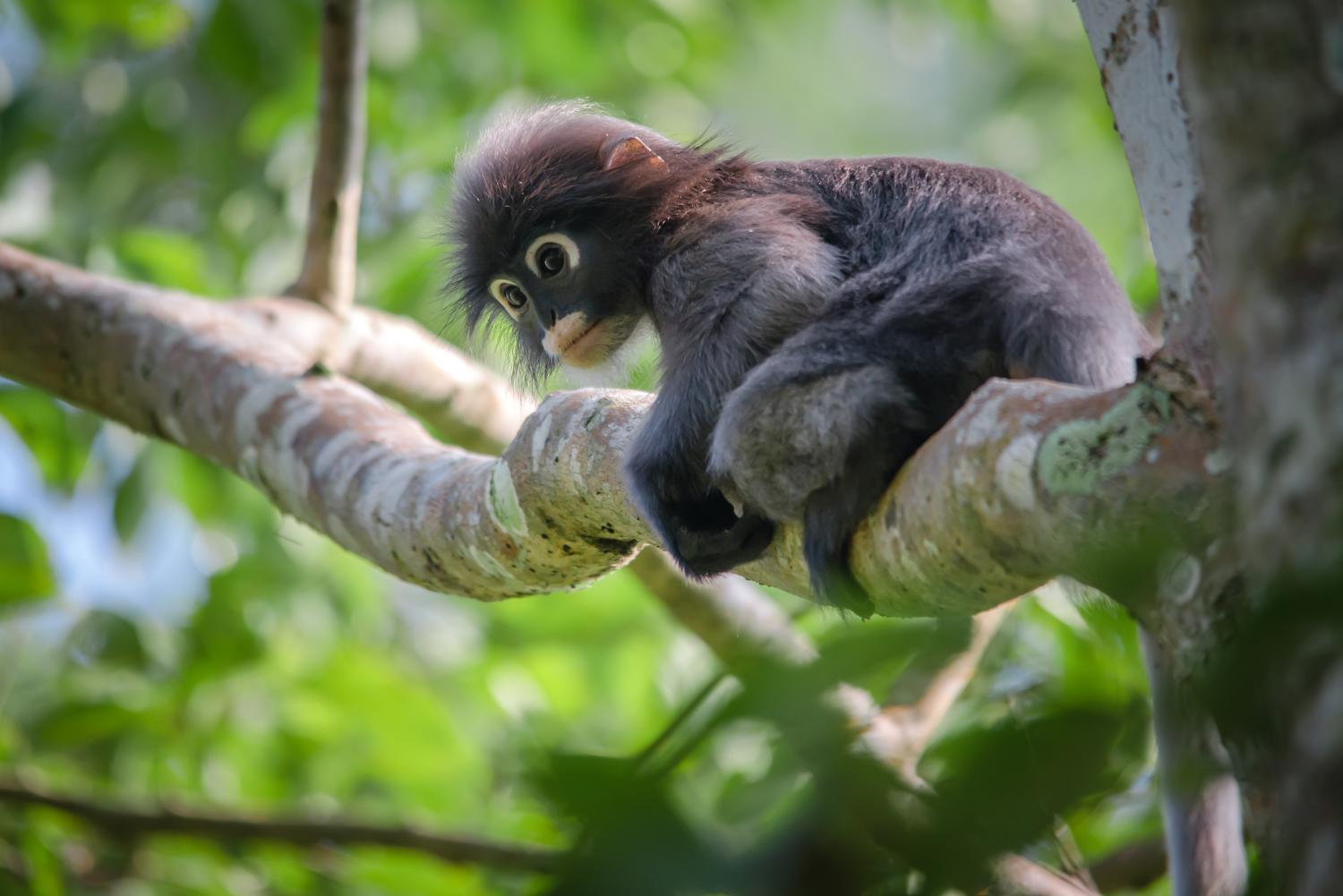 Dusky Leaf Monkey,Trachypithecus obscurus,Presbytis obscura,Asia,adult male  on tree - SuperStock