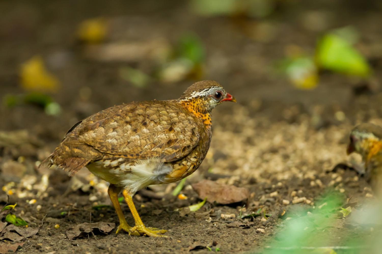 Green-legged Partridge - Wikipedia