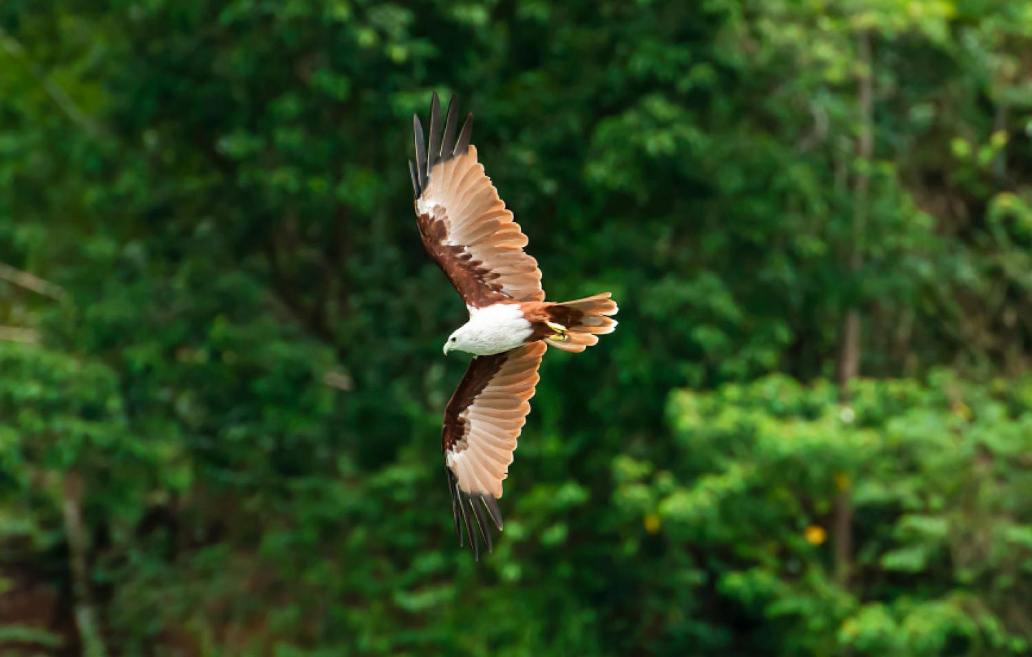 brahminy kite falconer