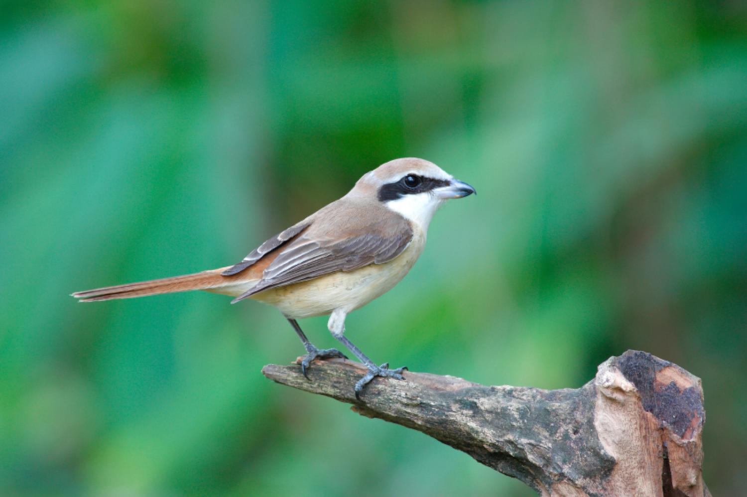 Brown shrike (Lanius cristatus)