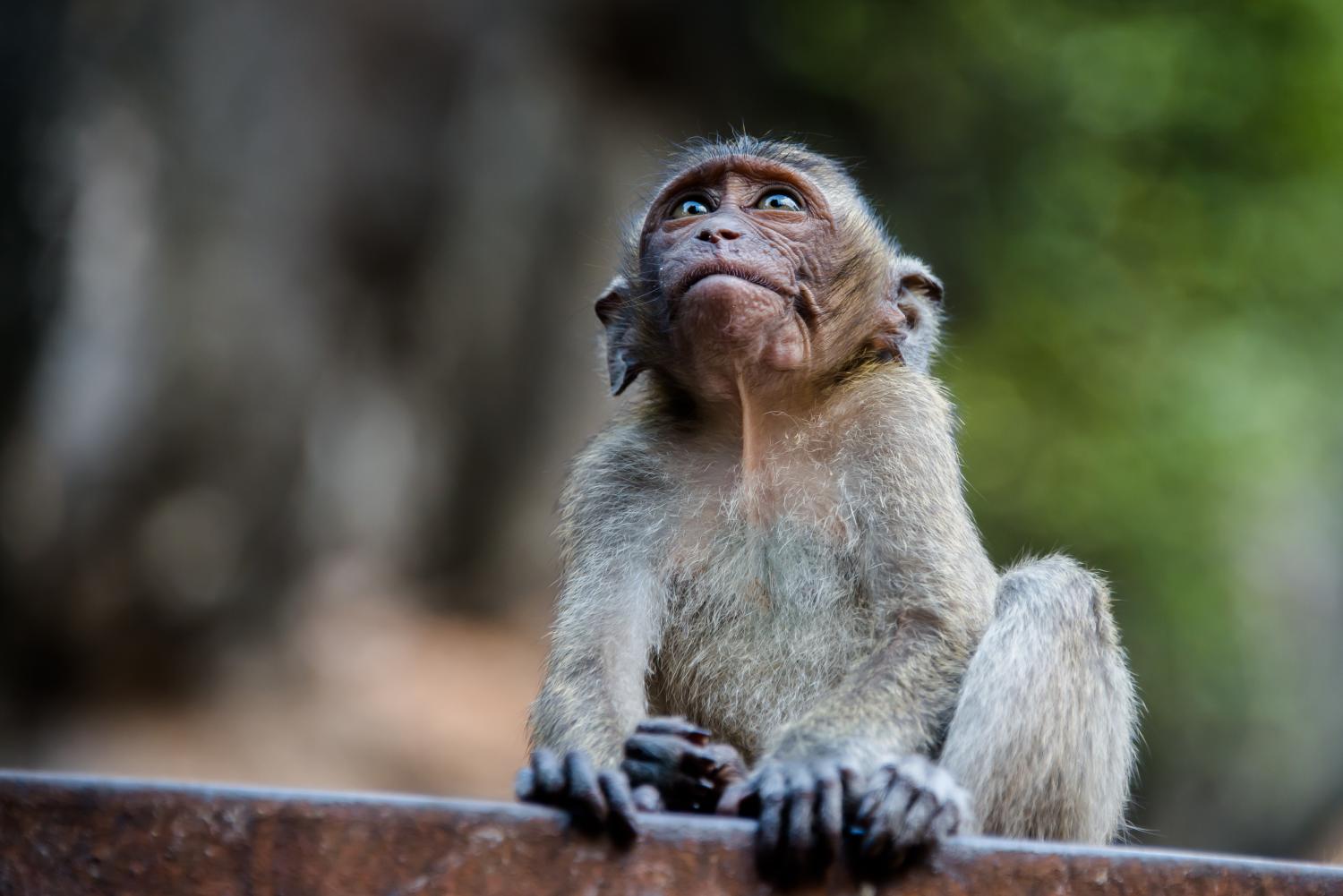 Crabeating macaque (Macaca fascicularis)