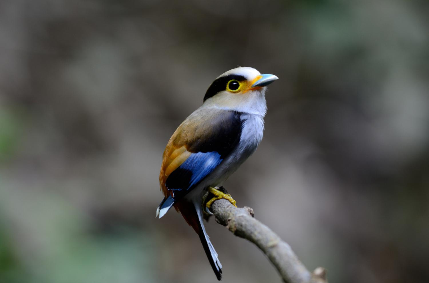 Silver-breasted broadbill (Serilophus lunatus)