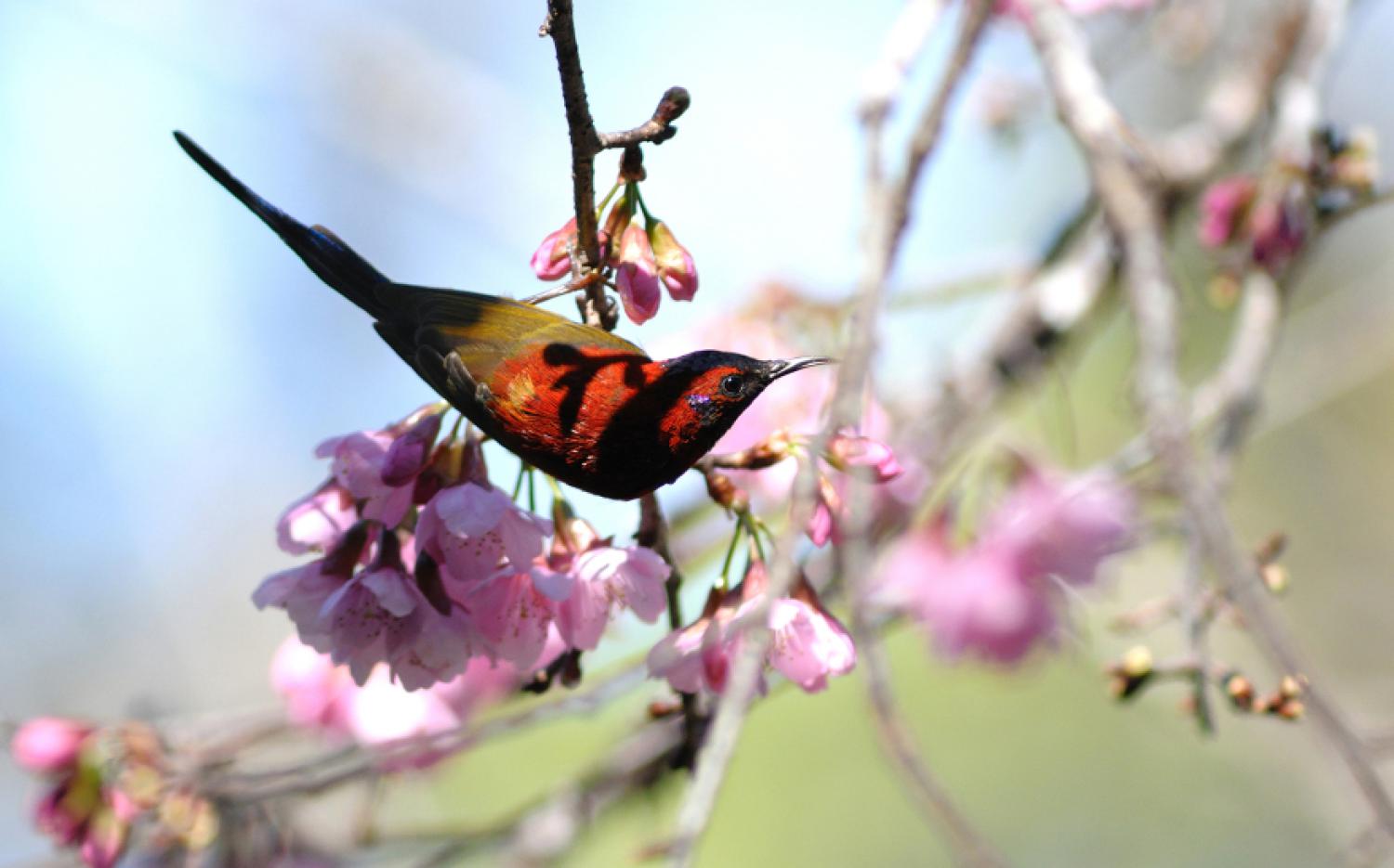 Mrs. gould's sunbird (Aethopyga gouldiae)