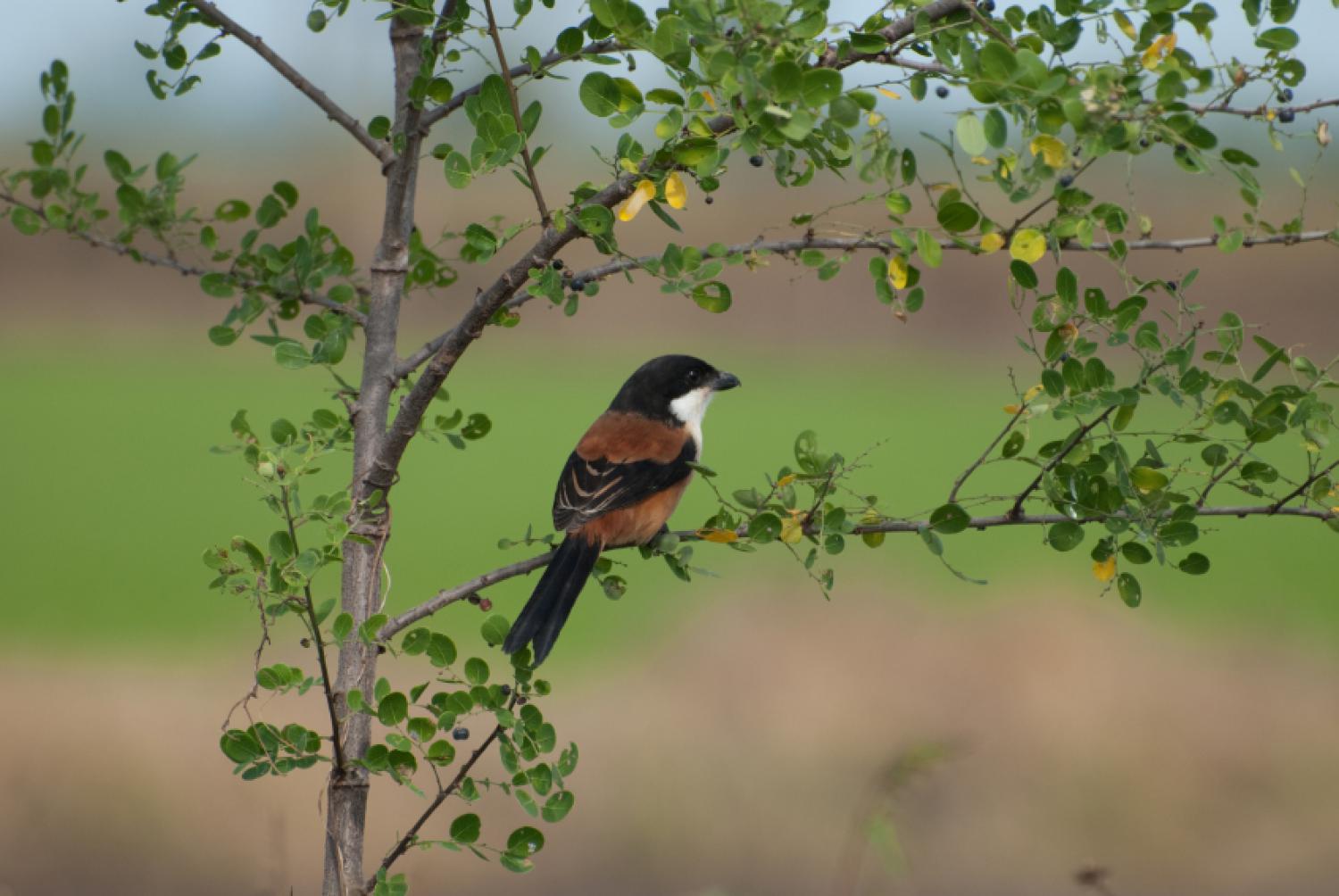 Long-tailed Shrike Lanius schach