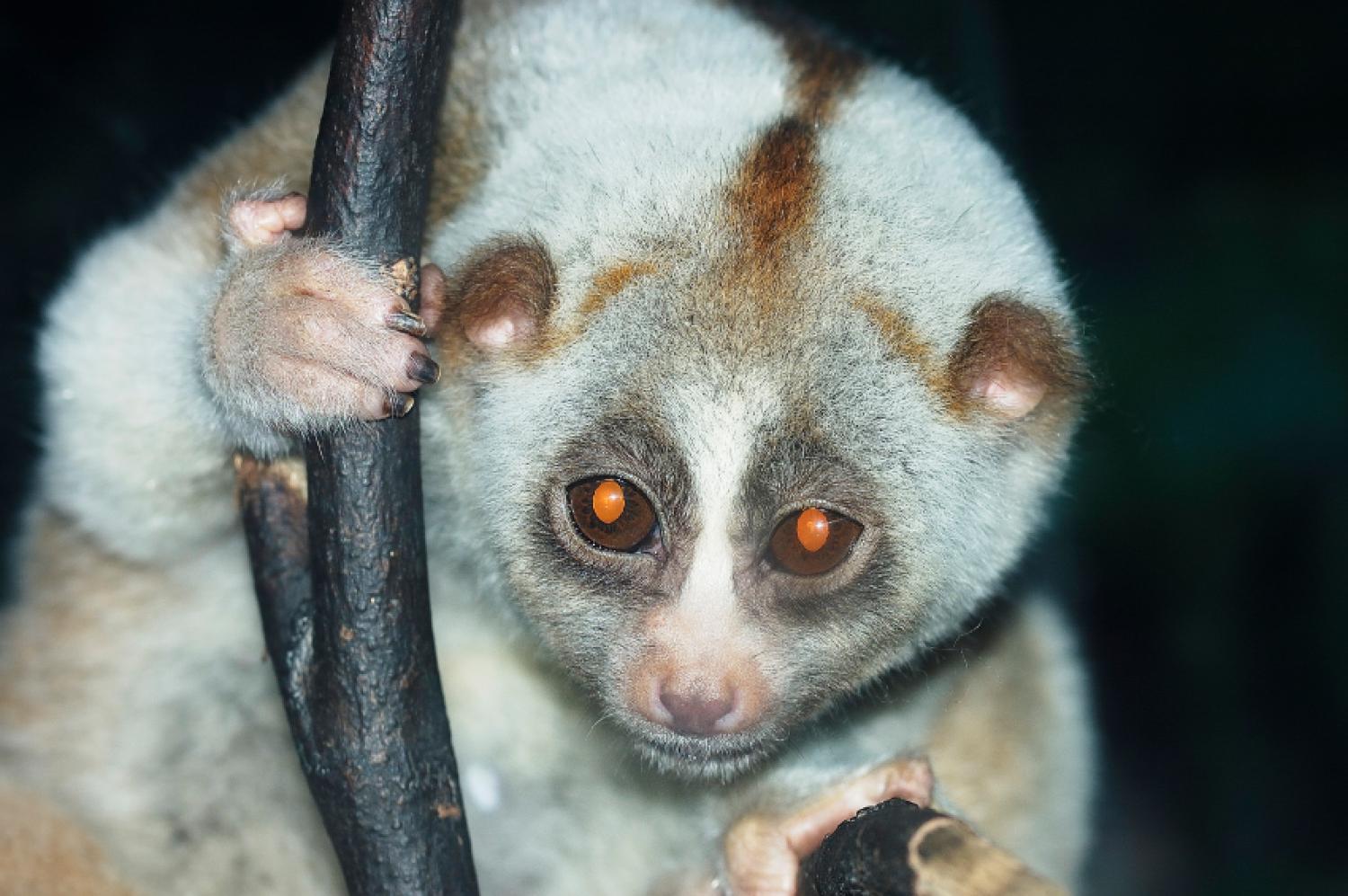 Bengal slow loris (Nycticebus bengalensis)