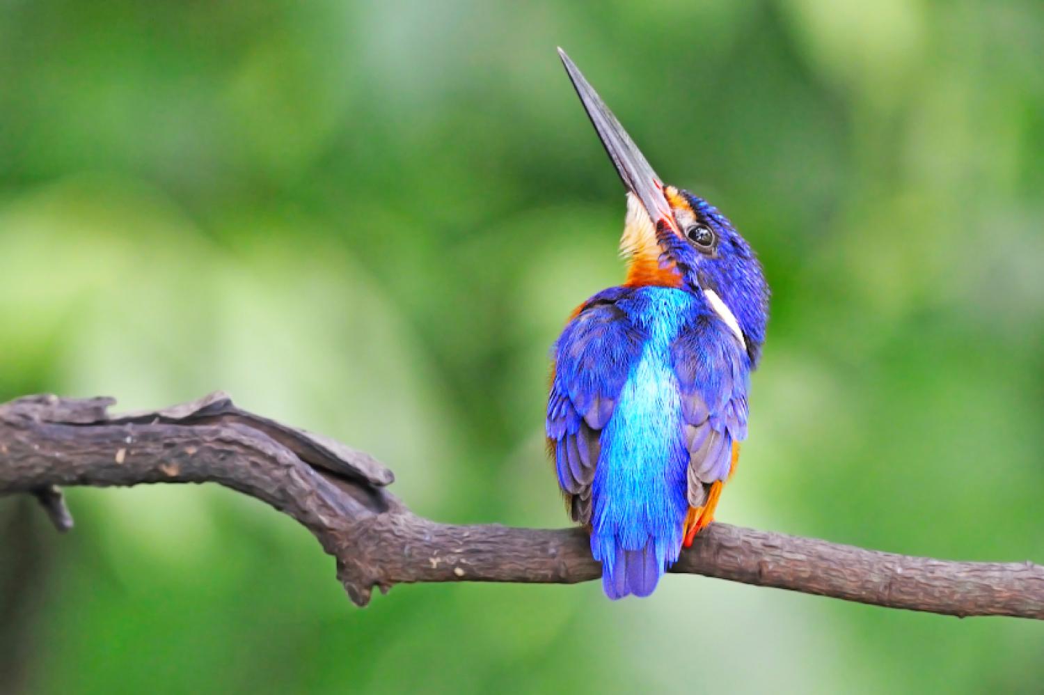 Blue-eared kingfisher (Alcedo meninting)