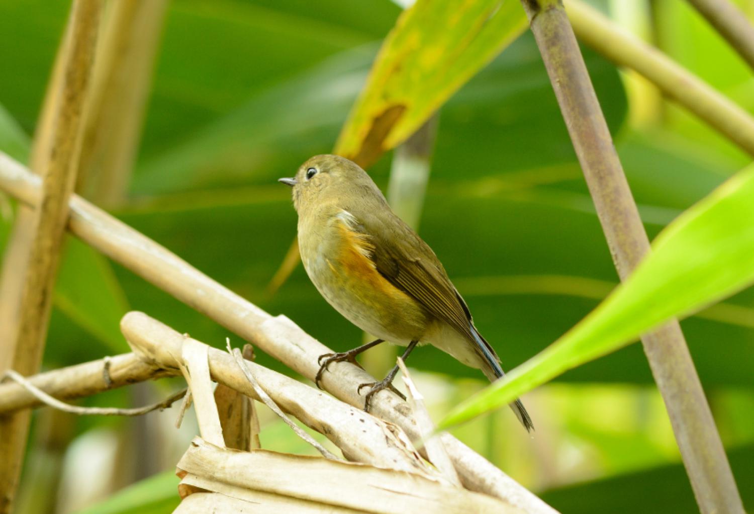 Stock photo of Red flanked bluetail {Tarsiger / Erithacus cyanurus