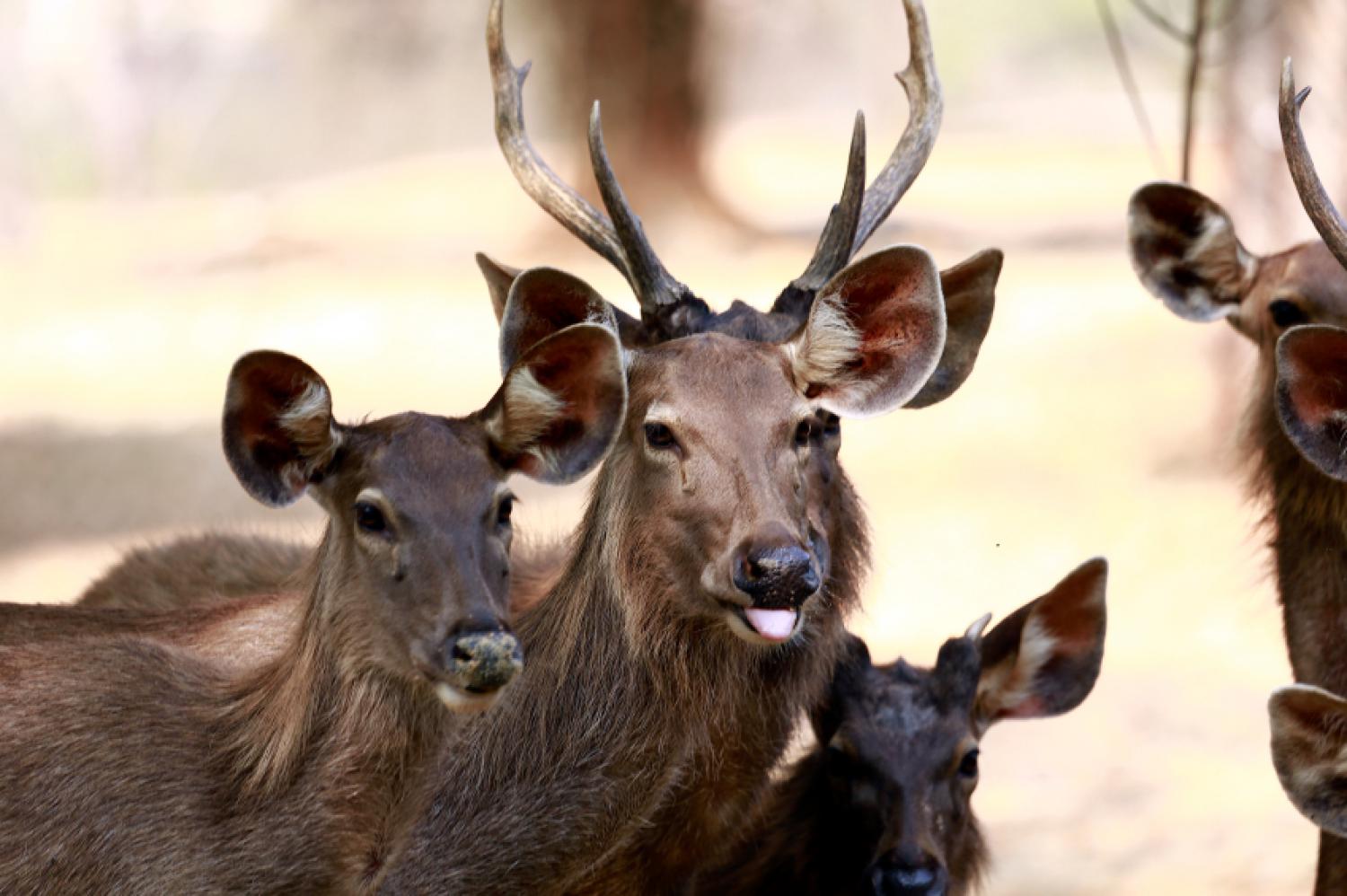 sambar-deer-rusa-unicolor