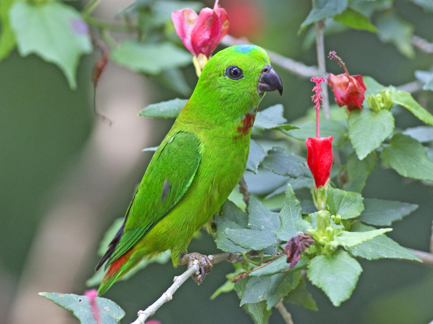 Blue-crowned hanging parrot (Loriculus galgulus)