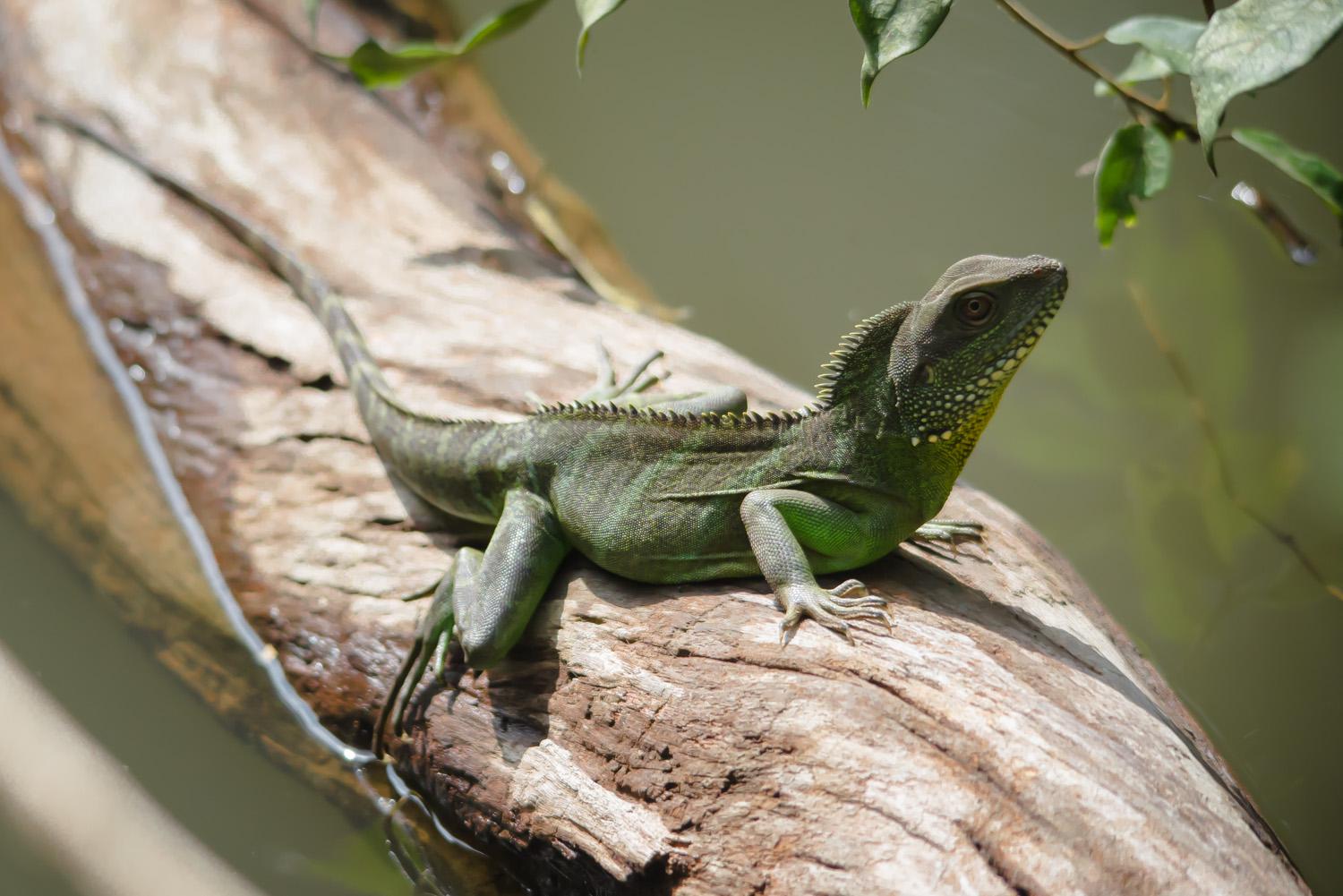 Chinese water dragon (Physignathus cocincinus)