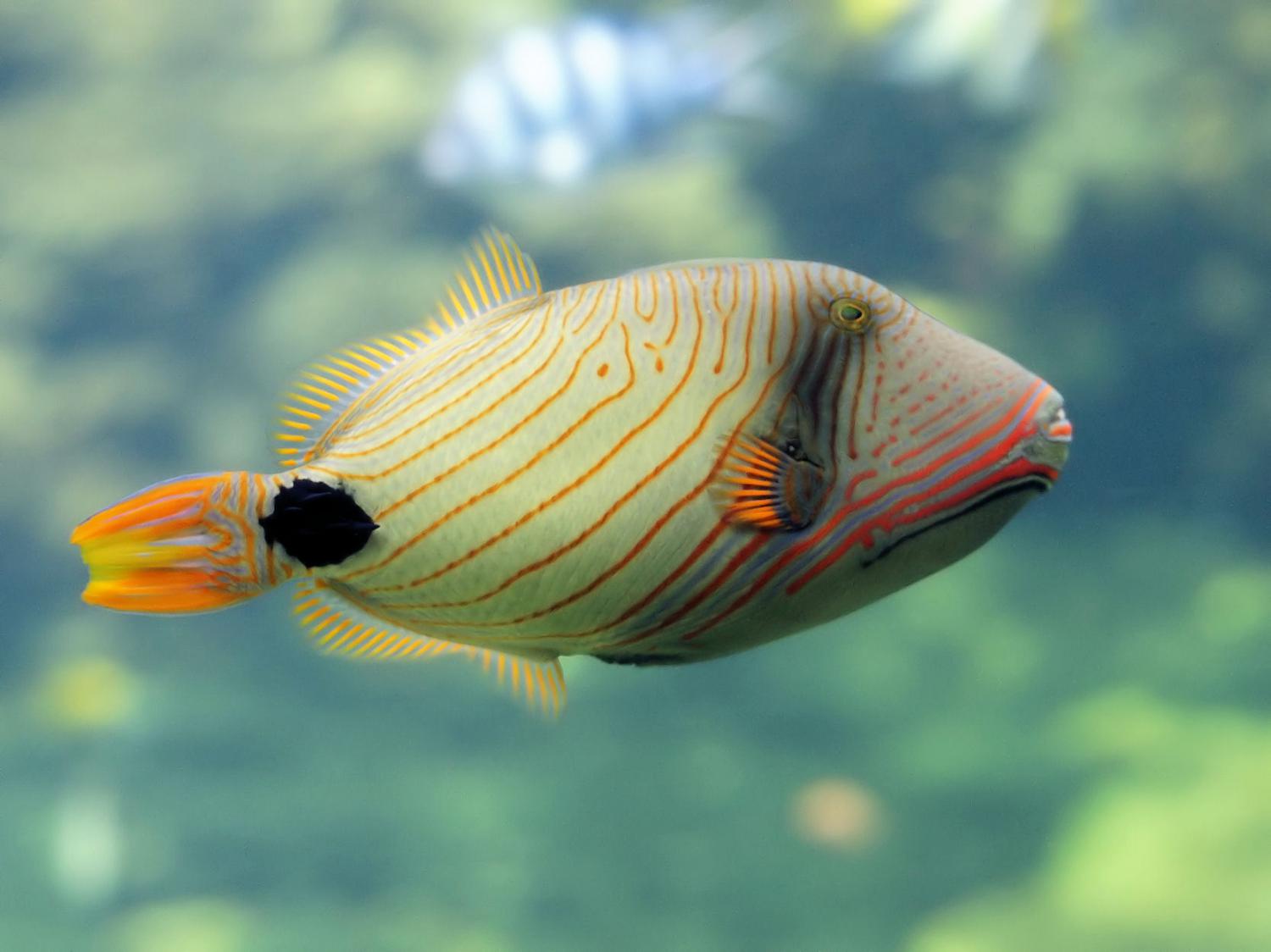 Orange-lined triggerfish (Balistapus undulatus)