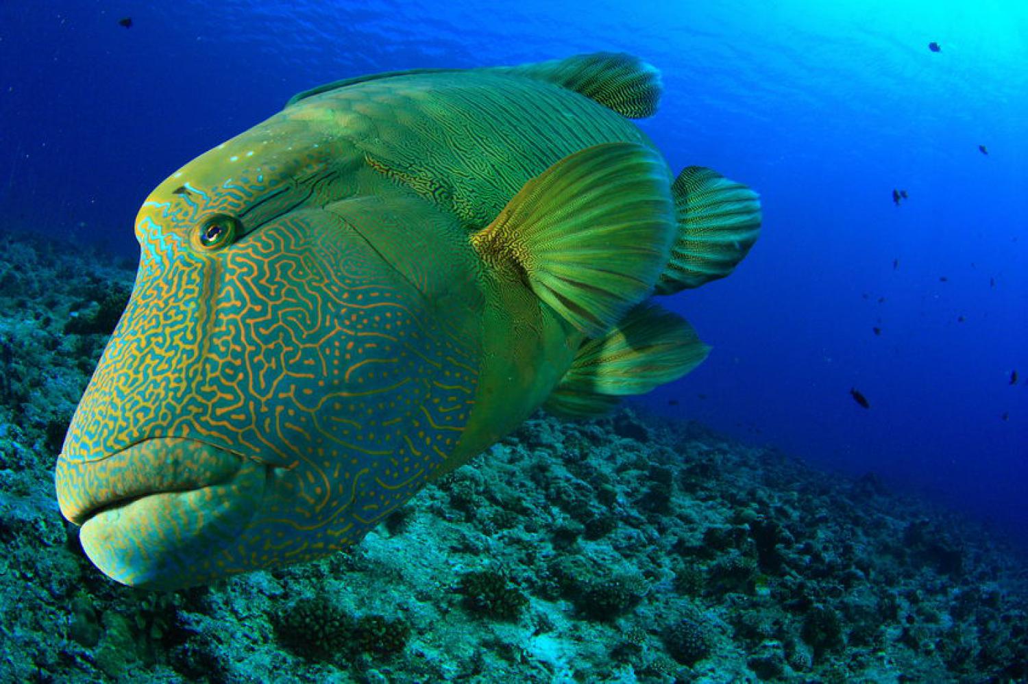 Humphead wrasse (Cheilinus undulatus)