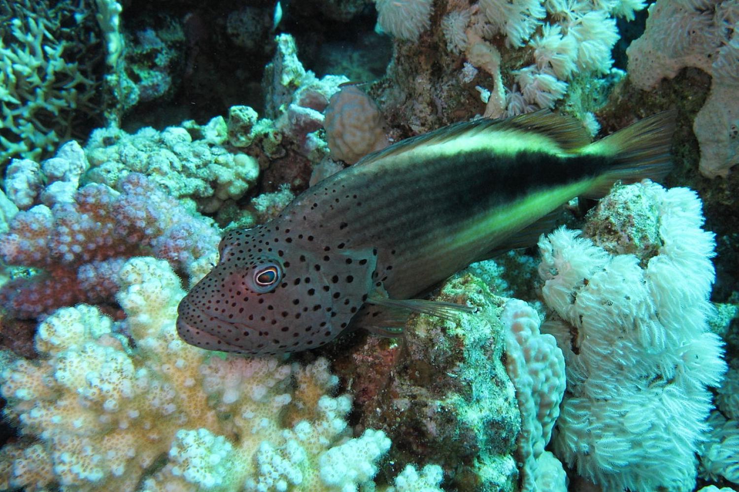 Black-sided hawkfish (Paracirrhites forsteri)