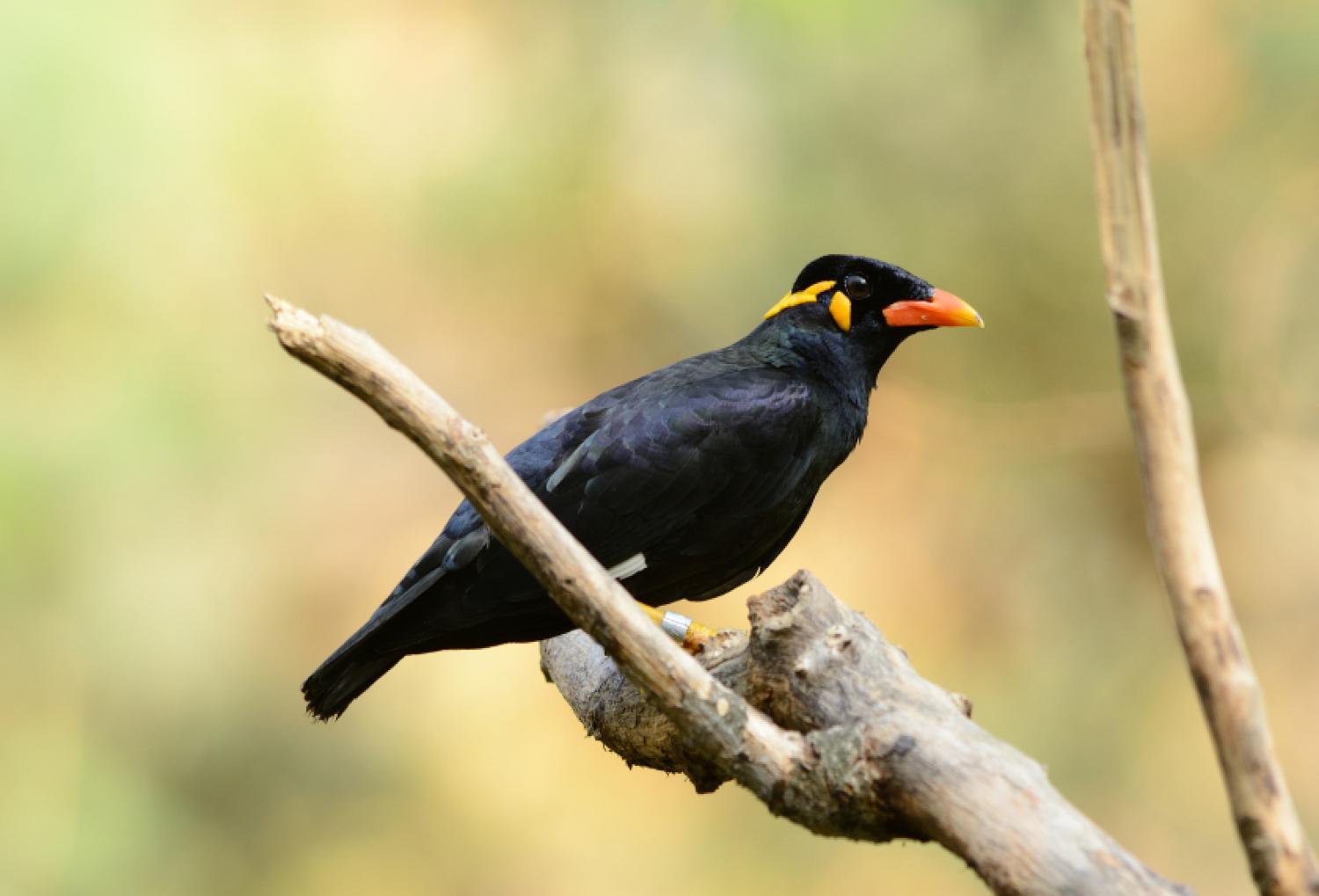 Common Hill Myna Gracula Religiosa 
