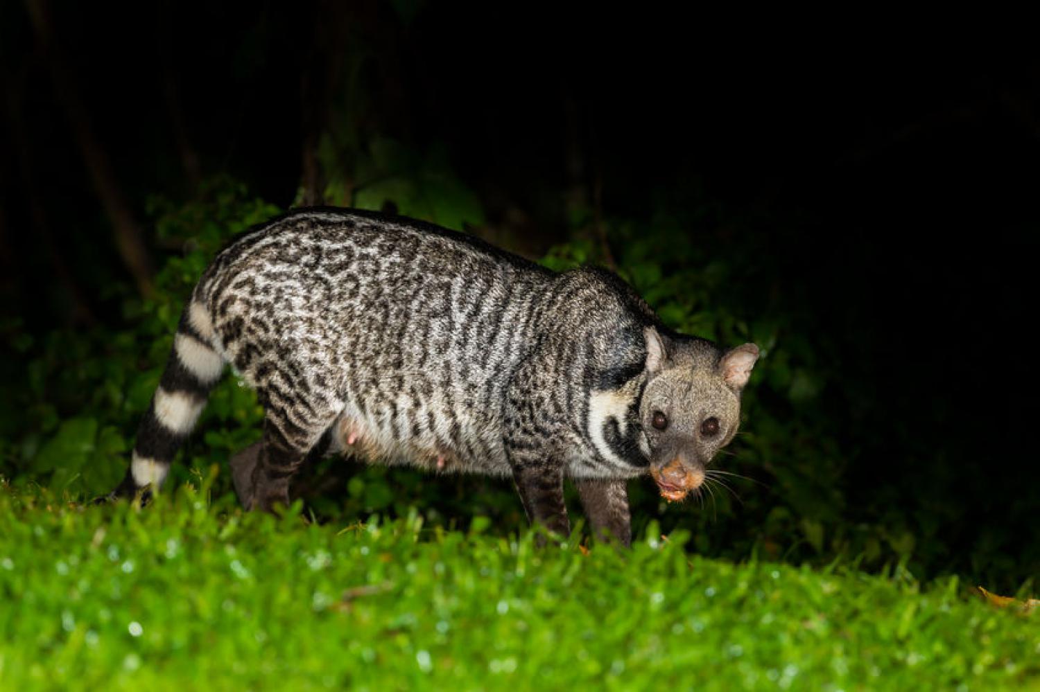 Large Indian civet (Viverra zibetha)