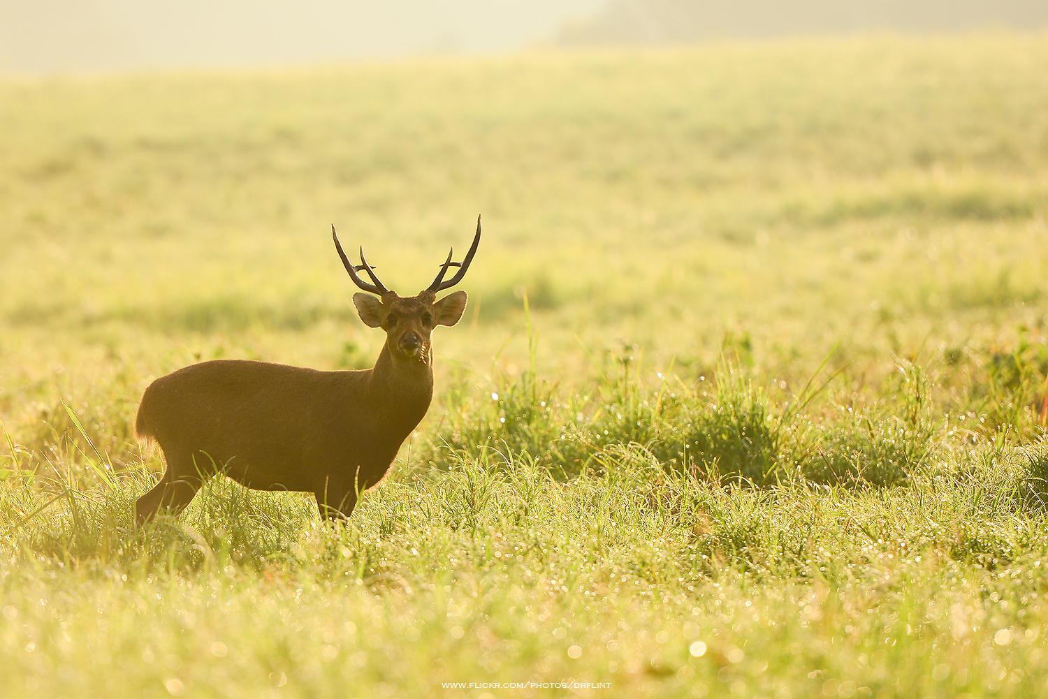 Indian hog deer (Axis porcinus)