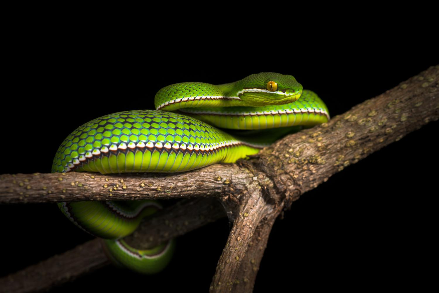 Albino Pit Viper