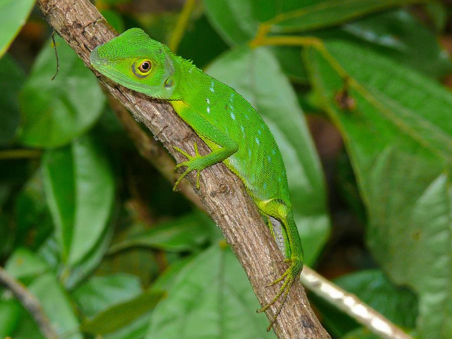 Crested Green Lizard (bronchocela Cristatella)