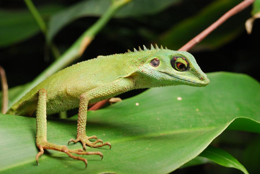 Crested green lizard (Bronchocela cristatella)