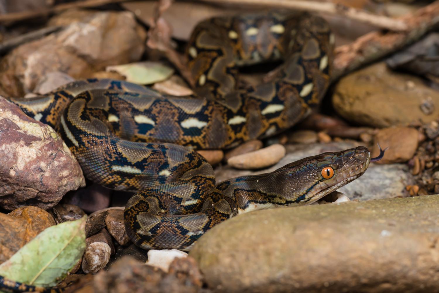 Reticulated Python Malayopython Reticulatus