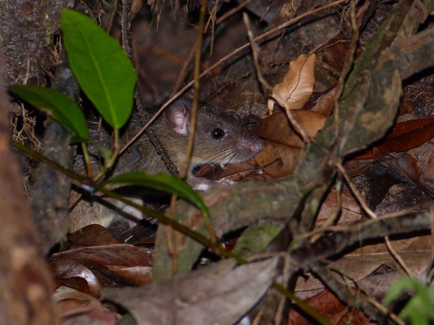 Black rat (Rattus rattus)