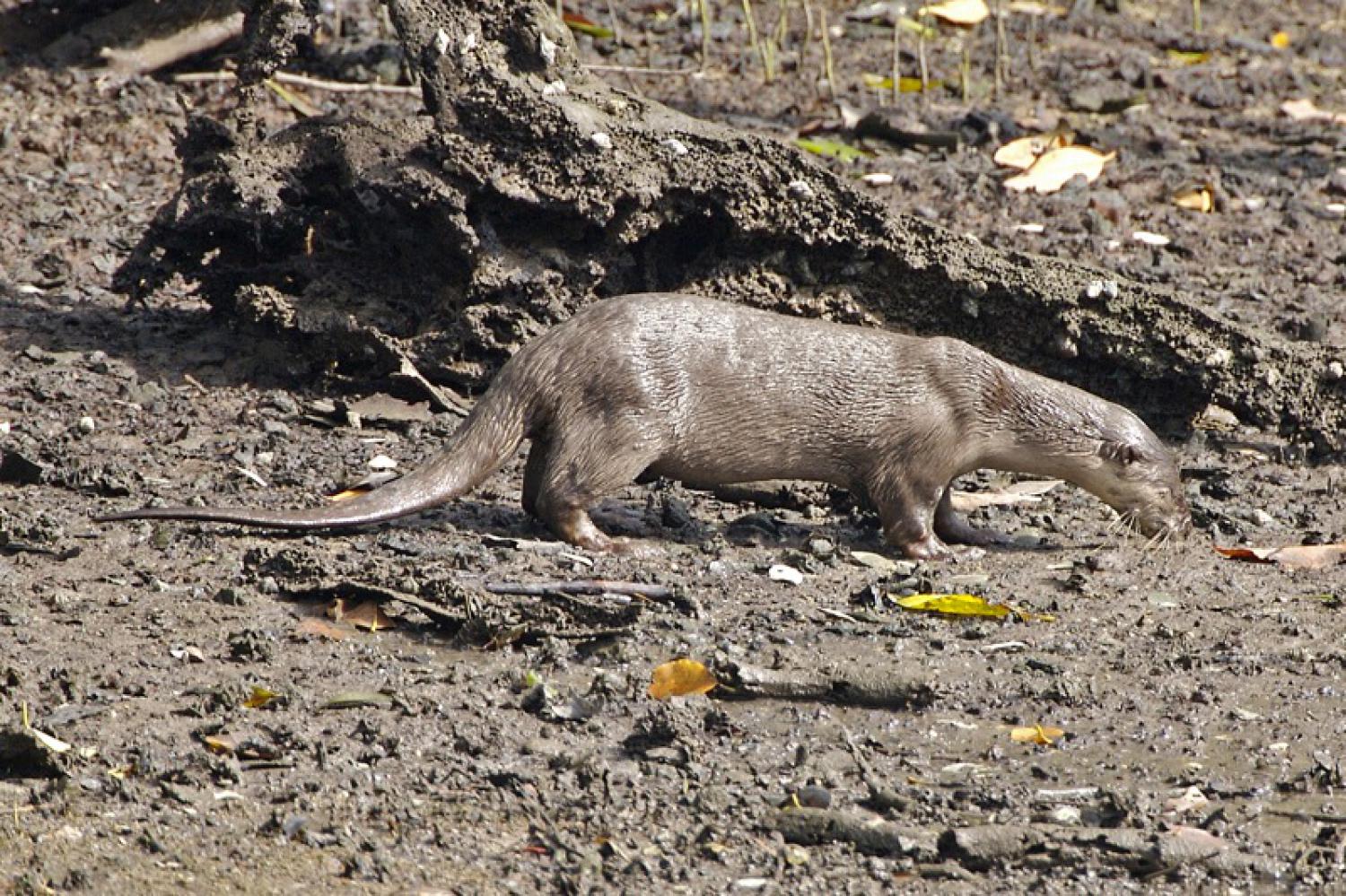 Smooth-coated otter (Lutrogale perspicillata)