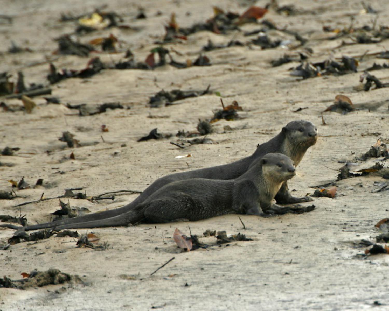 Smooth-coated otter (Lutrogale perspicillata)