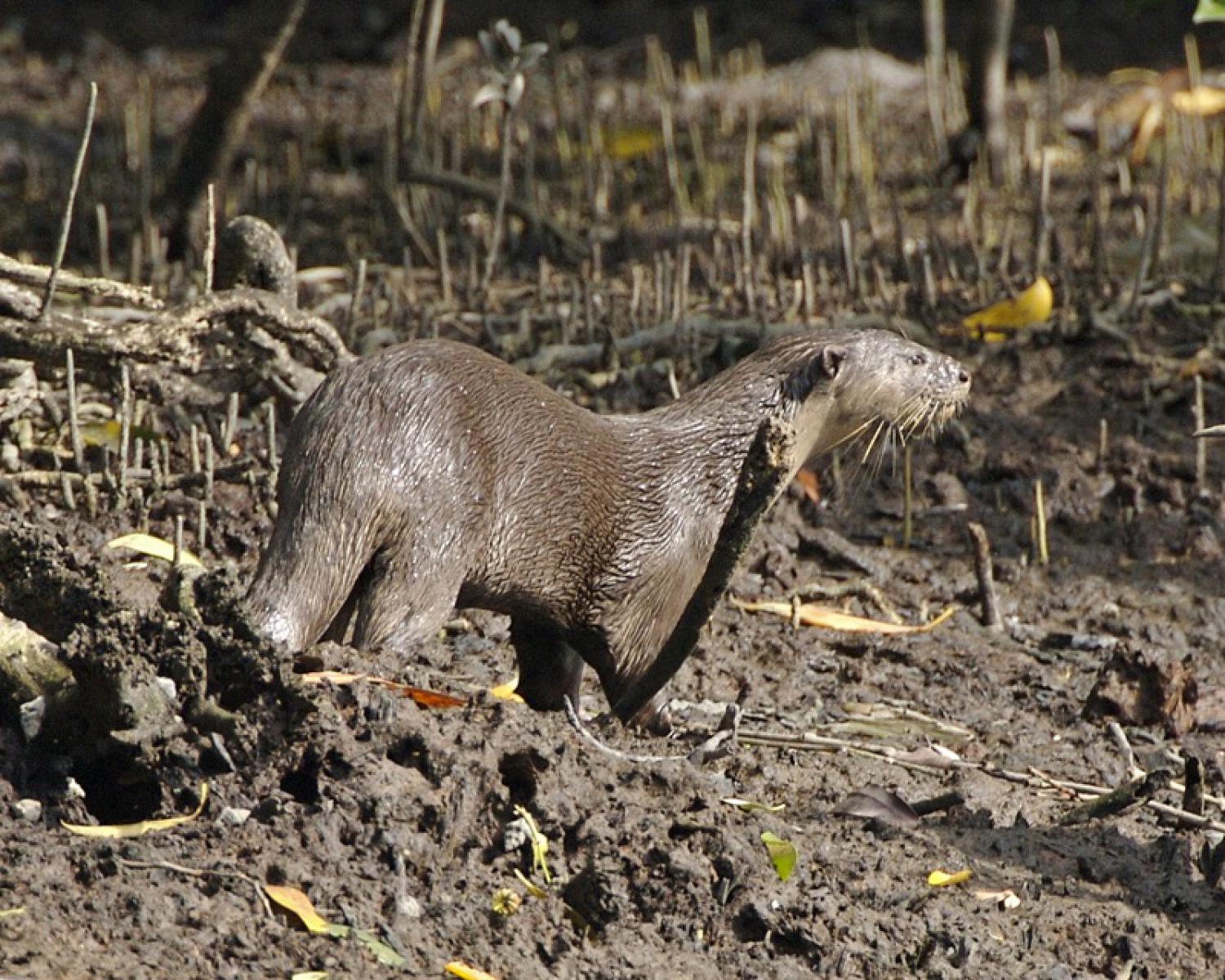 Smooth-coated otter (Lutrogale perspicillata)