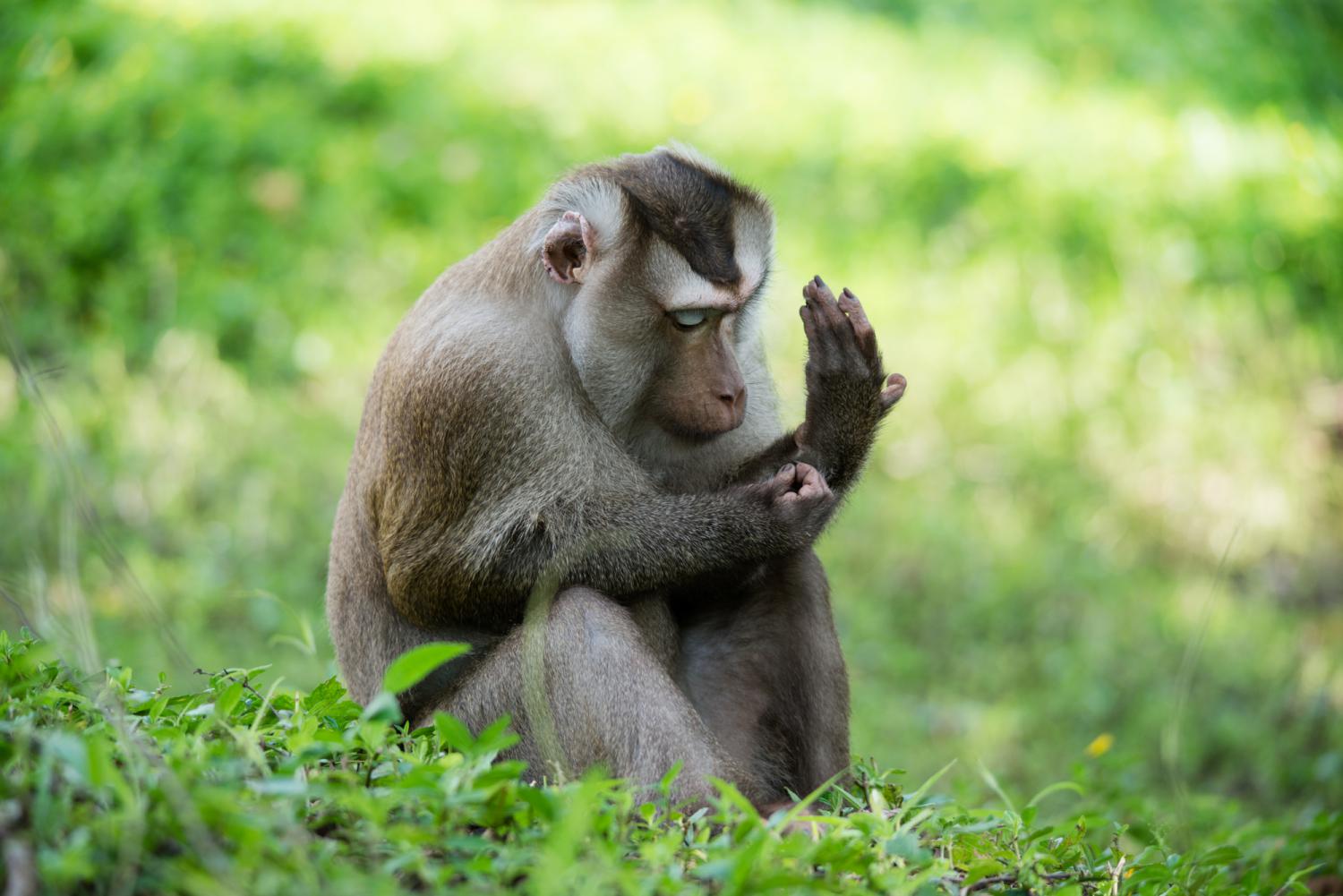 northern pig  tailed macaque