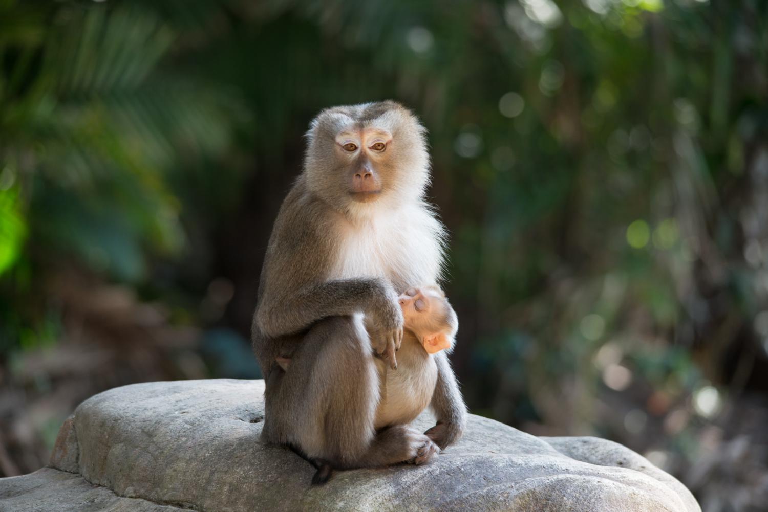 northern pig  tailed macaque