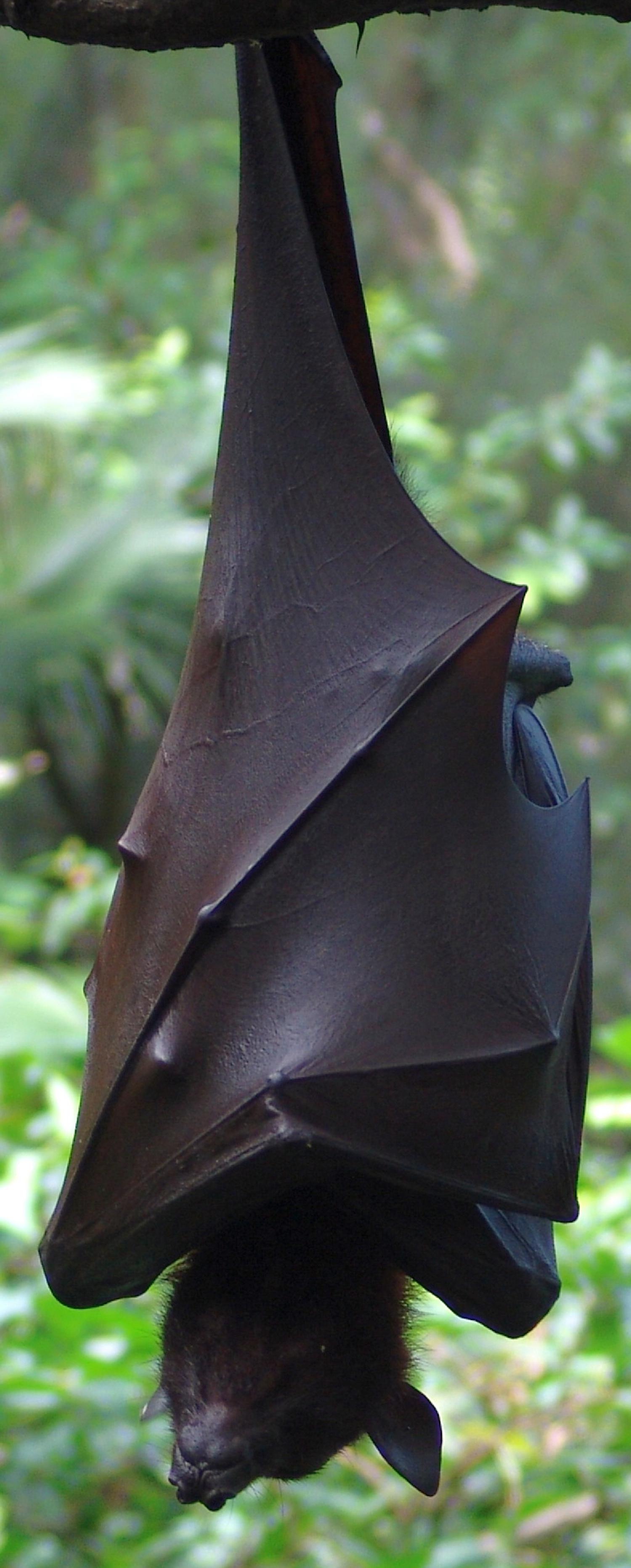 giant bats flying fox