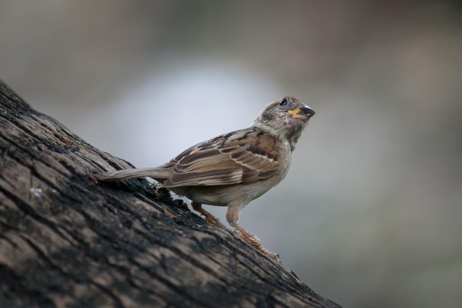 eurasian tree sparrow