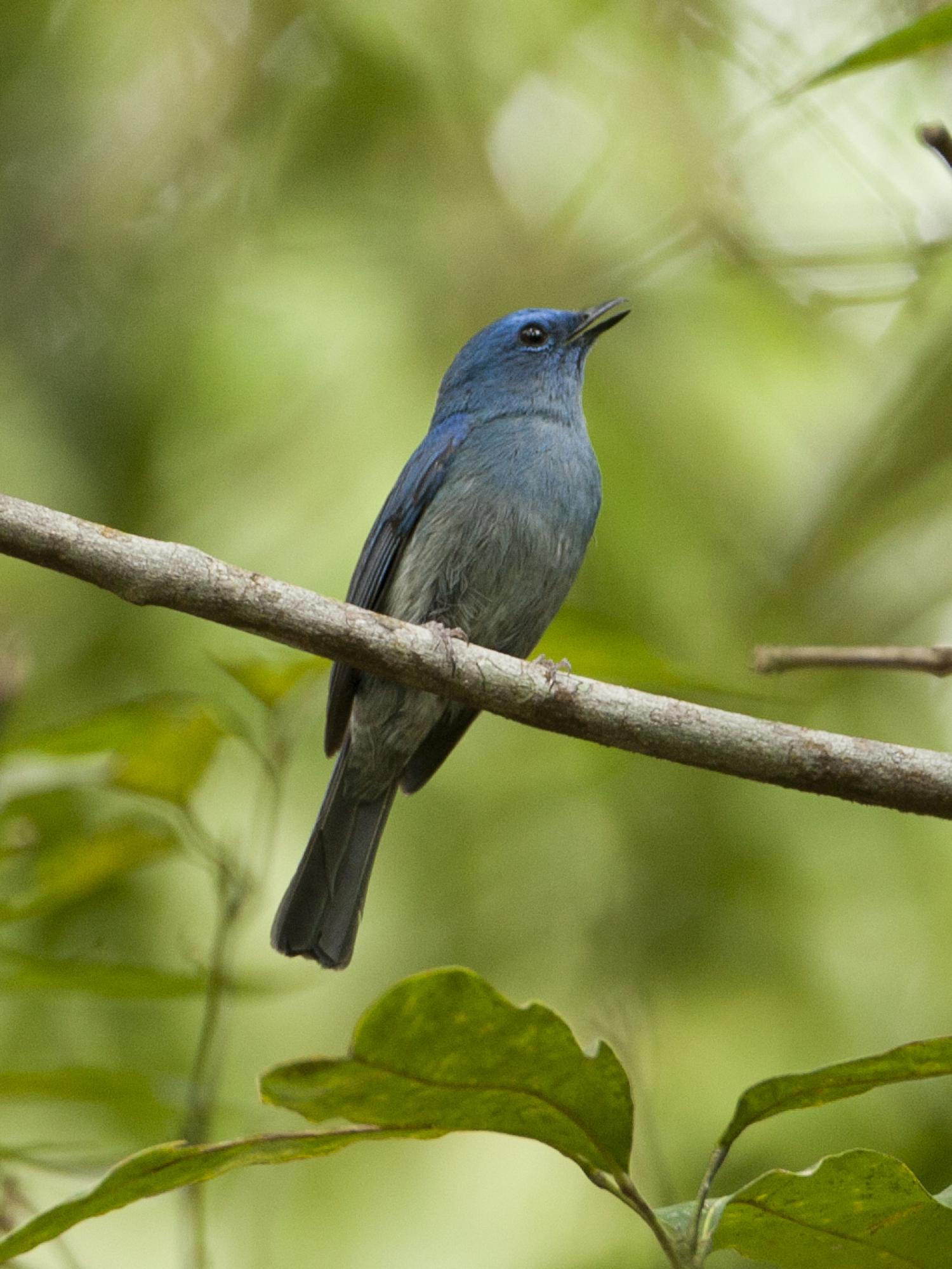 Pale blue flycatcher (Cyornis unicolor)