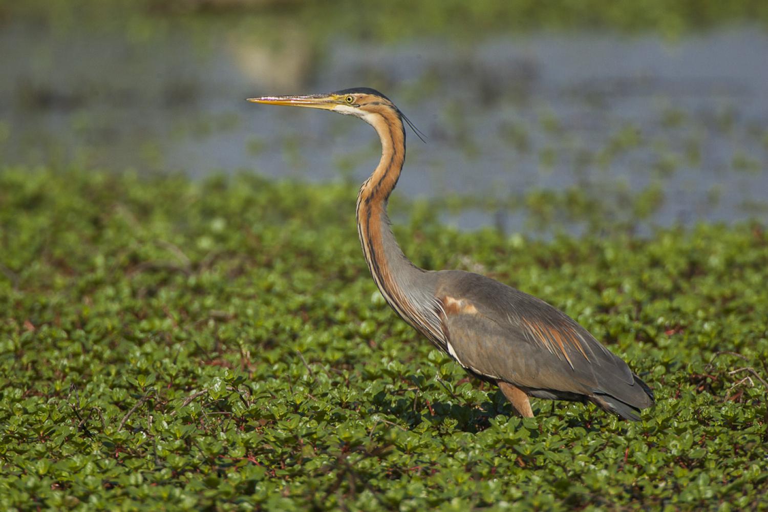 Purple Heron Ardea Purpurea Purple Heron Ardea Purpurea