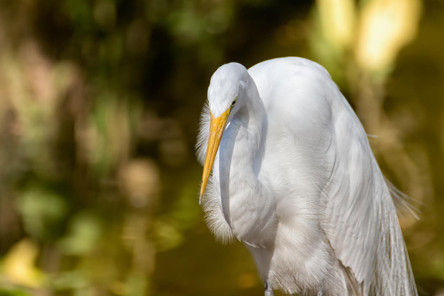 Great Egret (Ardea alba) known by it's large size & yellow beak, Nosara  Beach & river mouth. Nosara, Nicoya Peninsula, Guanacaste Province, Costa  Rica Stock Photo - Alamy