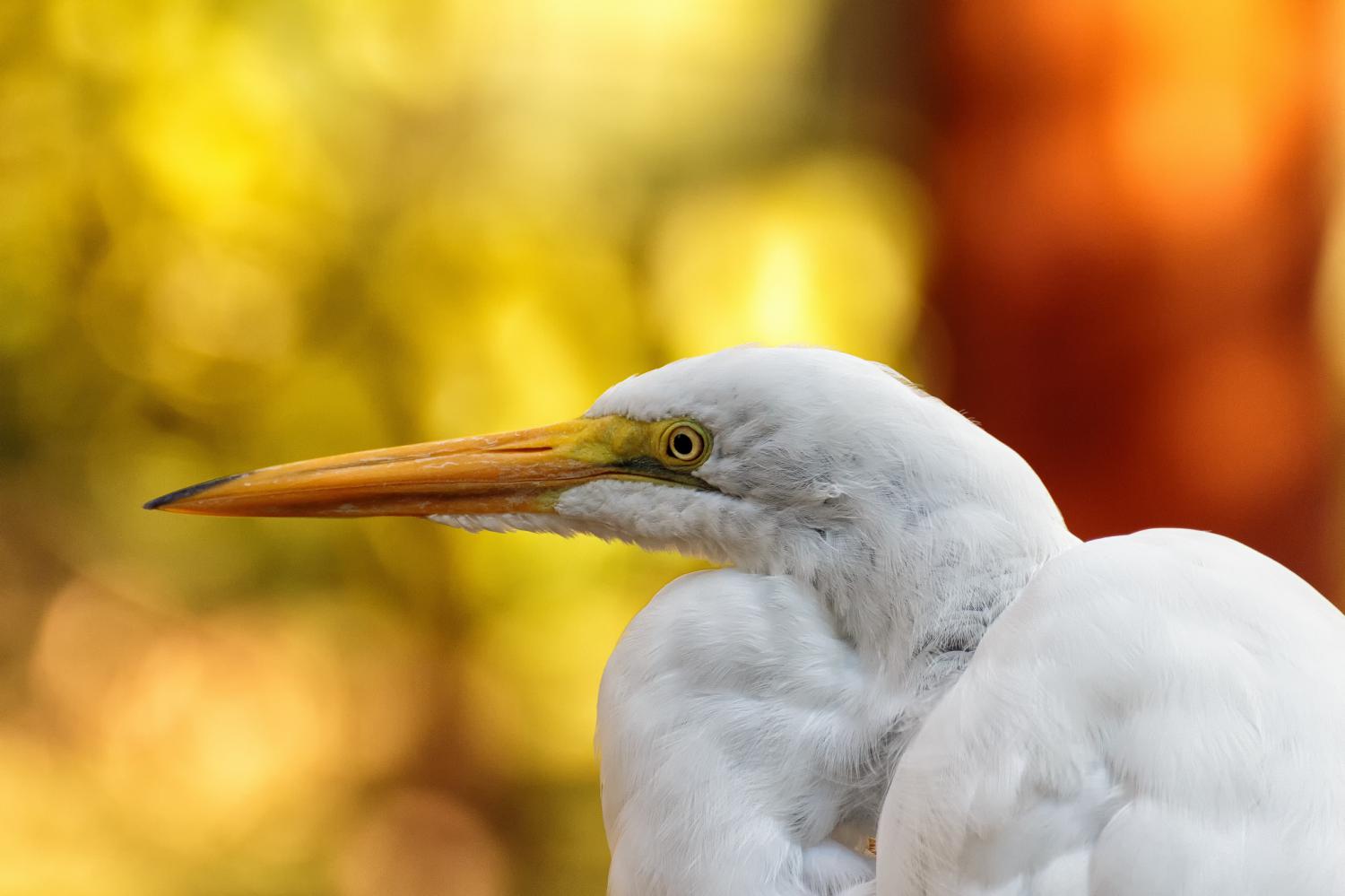 Great Egret - Ardea alba - NatureWorks