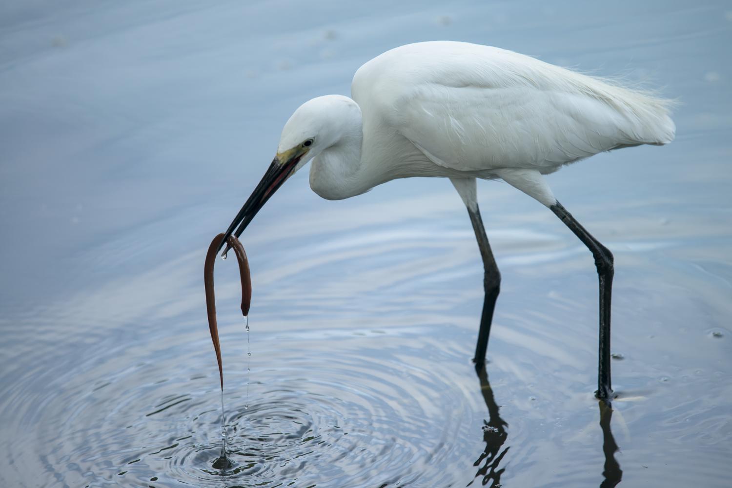 Little Egret Bird Facts (Egretta garzetta)