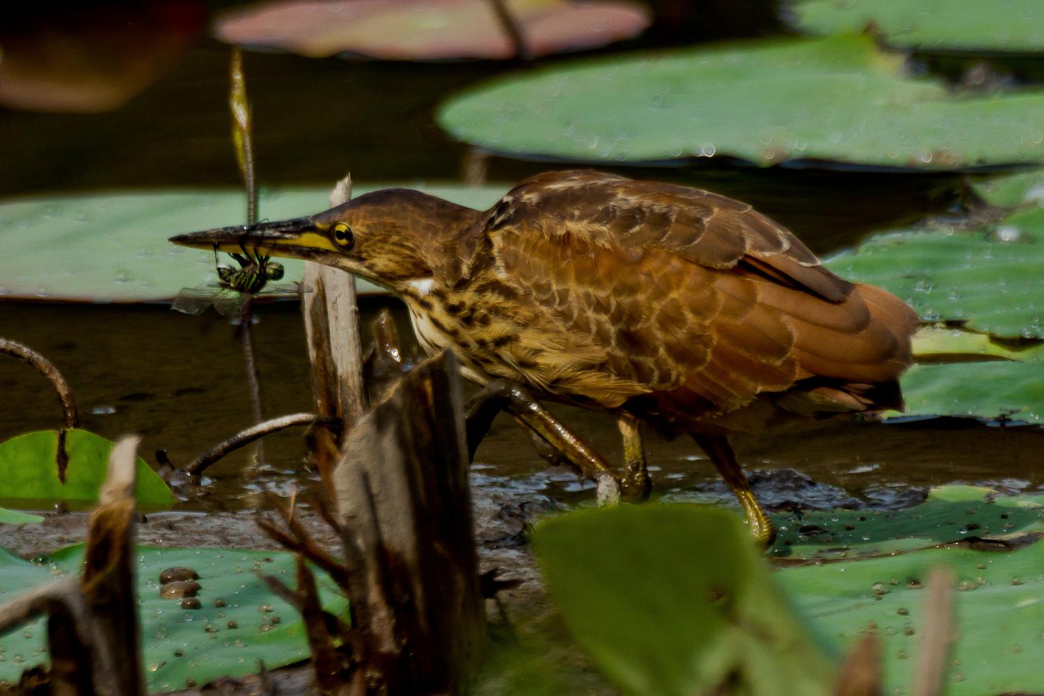 Cinnamon bittern (Ixobrychus cinnamomeus)