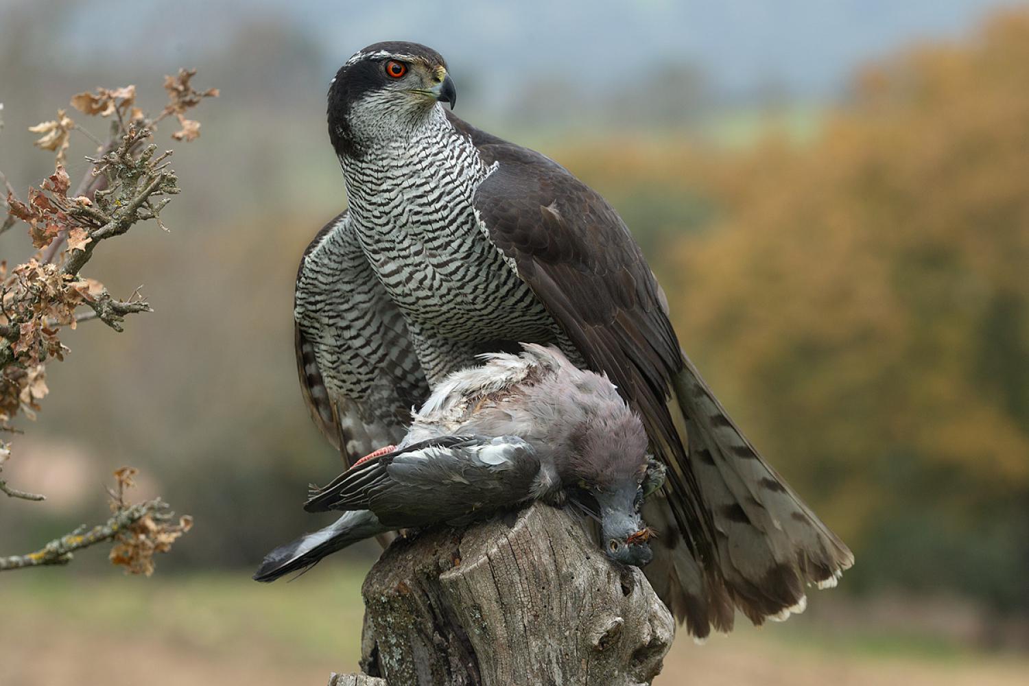 Northern goshawk (Accipiter gentilis)