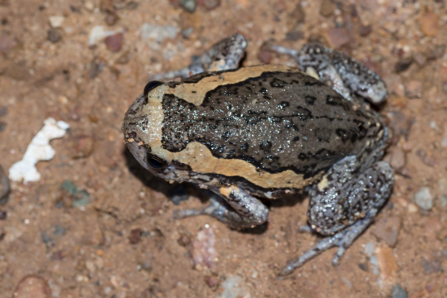 Banded bullfrog (Kaloula pulchra)