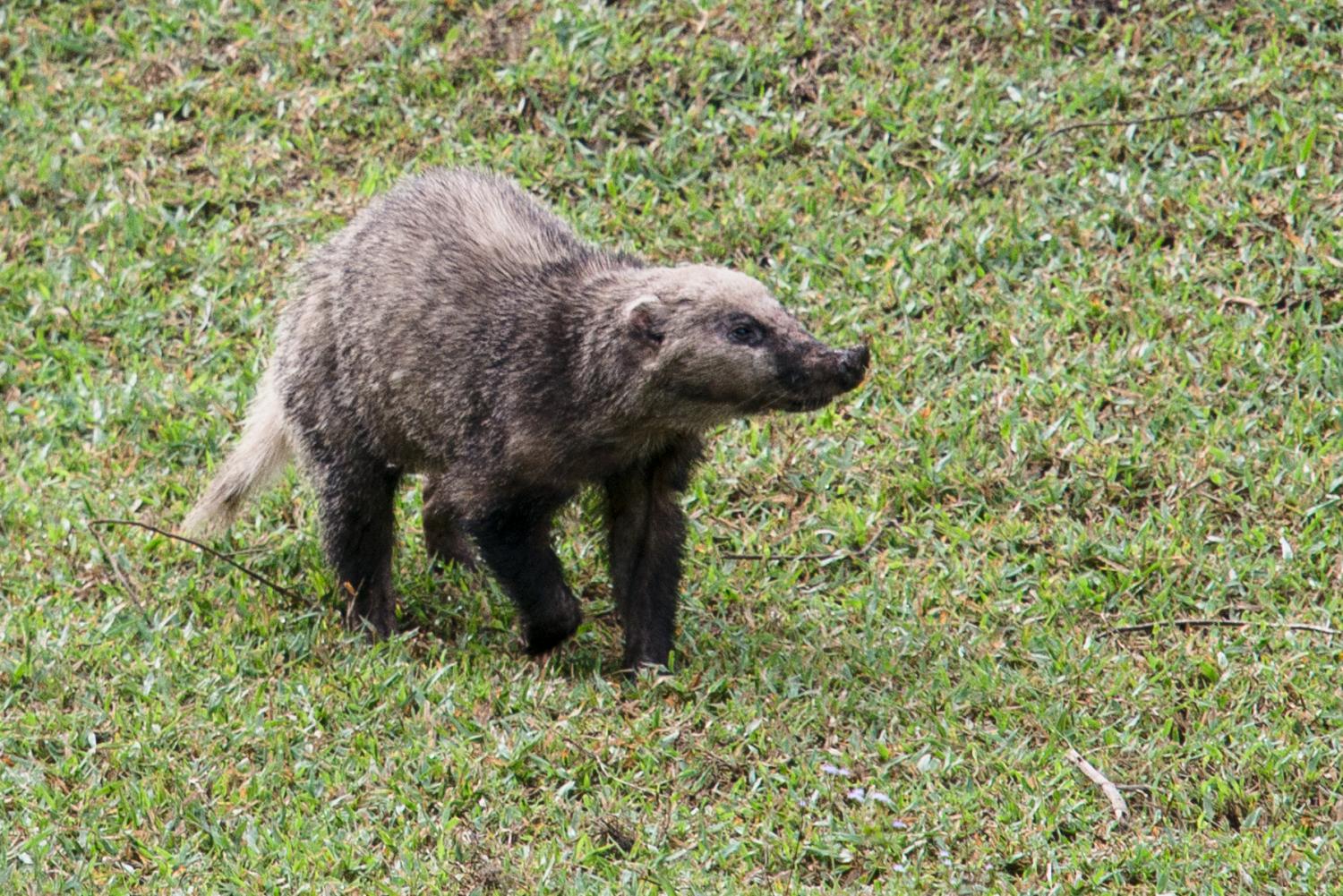 Hog badger (Arctonyx collaris)