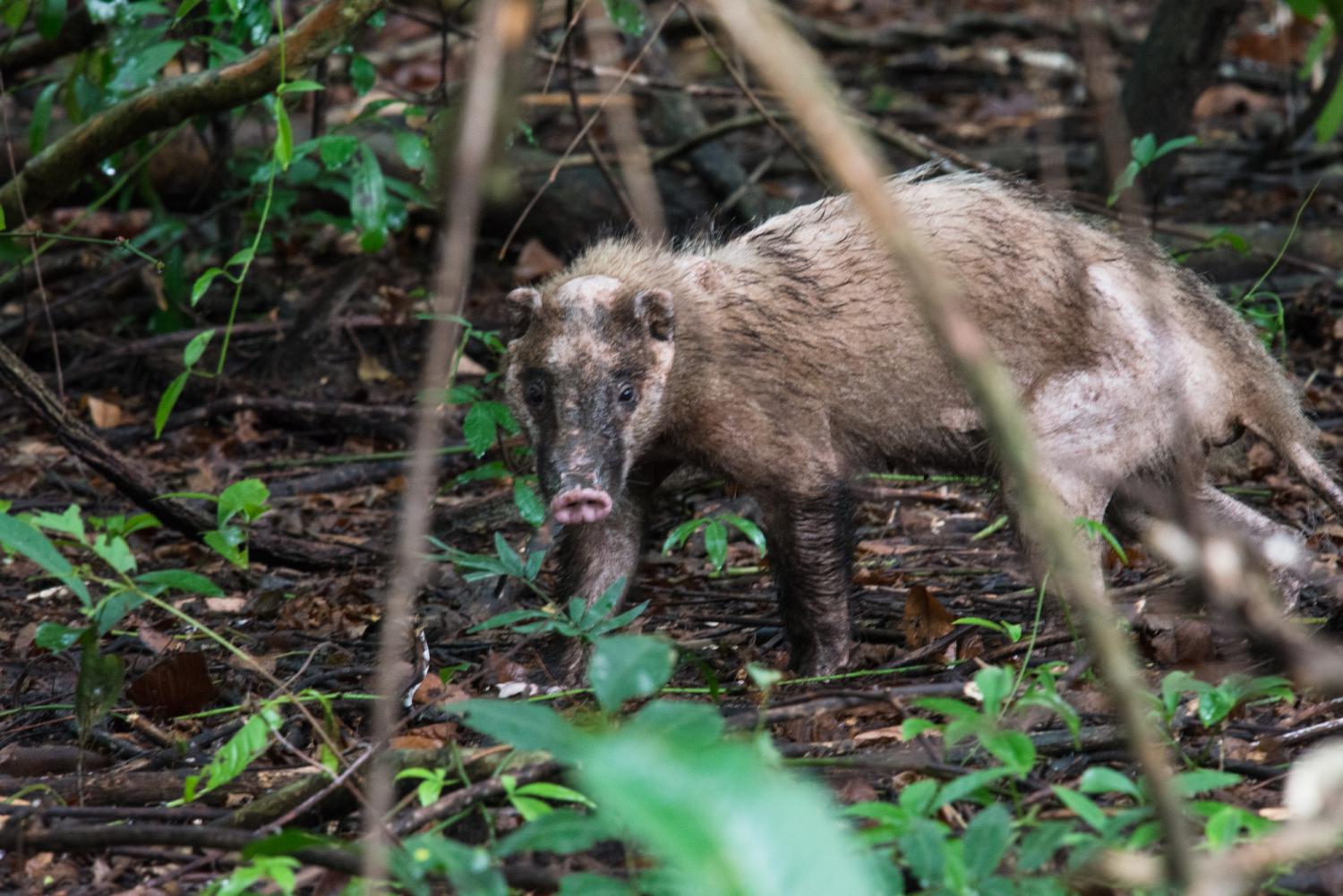 Hog badger (Arctonyx collaris)