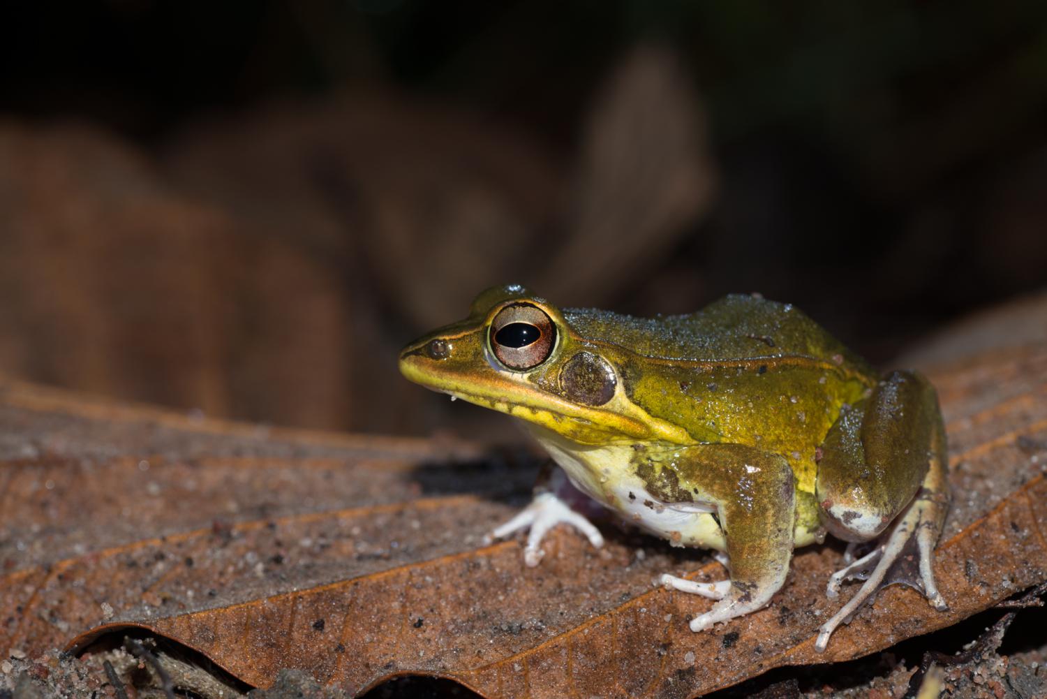 Лягушка что означает. Ranidae лягушка. Чернопятнистая лягушка - Pelophylax nigromaculatus. Лягушка Hylarana. Лягушка с м40.