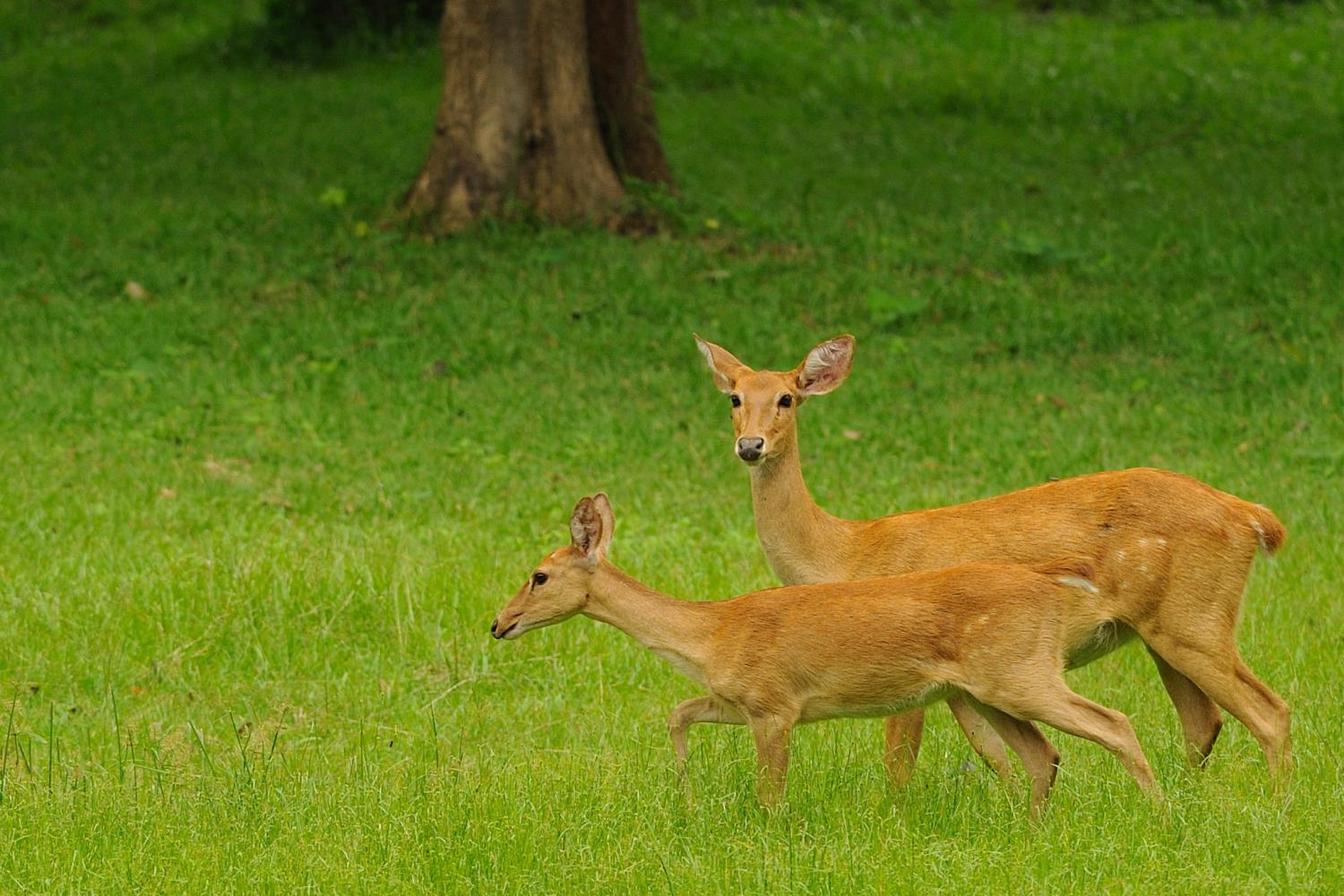 Eld's deer (Rucervus eldii)