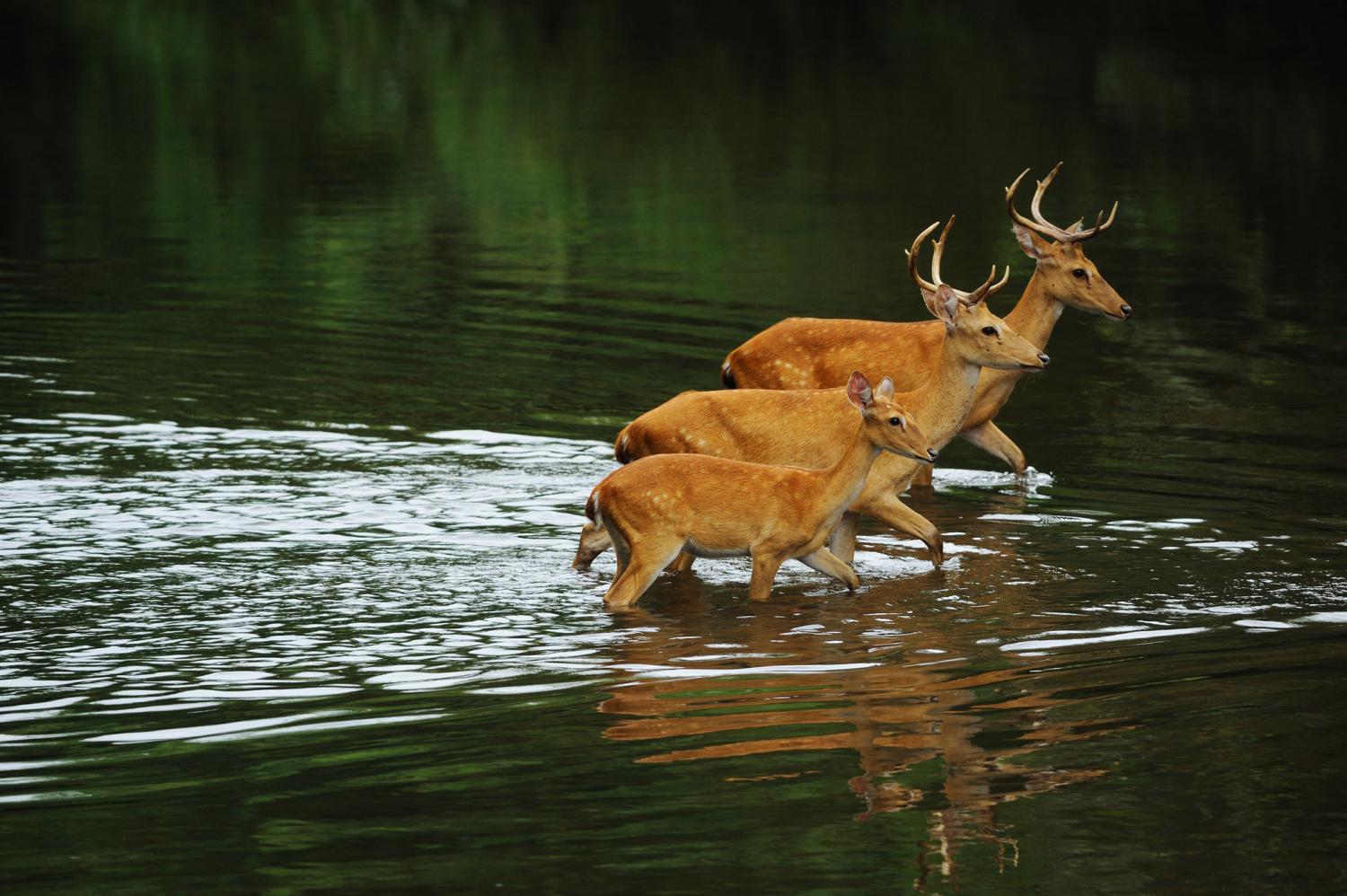 Eld's deer (Rucervus eldii)